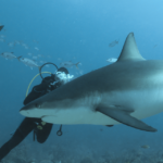 A shark swims in the ocean.
