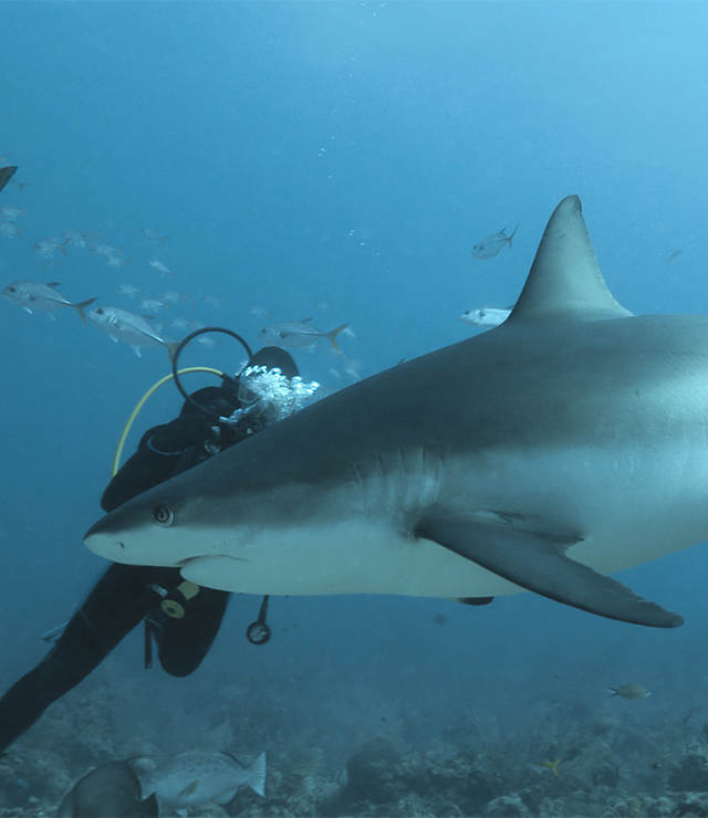 A shark swims in the ocean.
