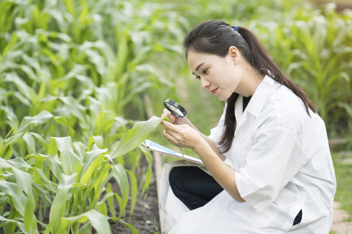 A woman examines the leaf of a corn plate with a magnifying glass.