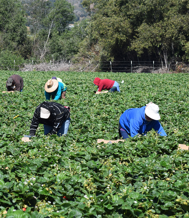 Agricultural workers in a farm field.