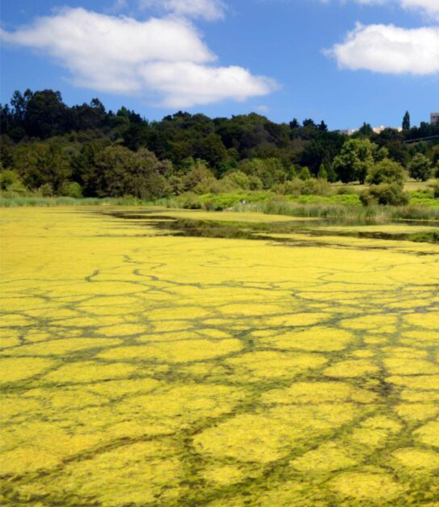 A photo of a polluted body of water.