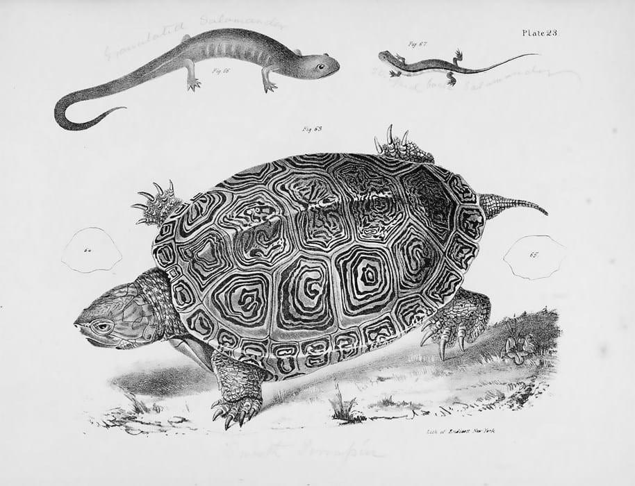 Illustrations of various reptiles and amphibians. 