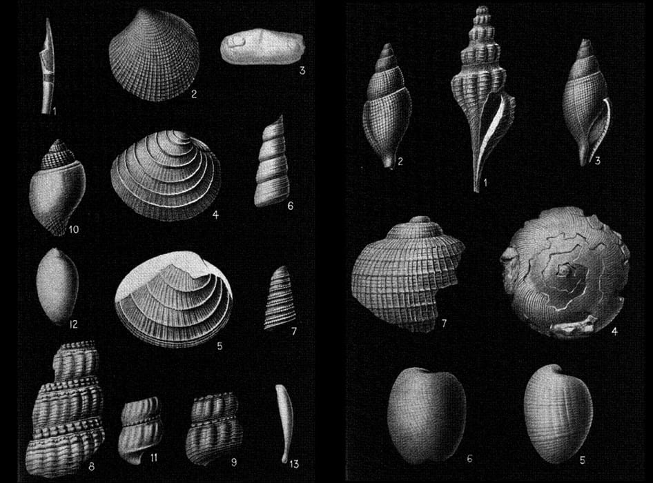 A diagram of various seashell varieties. 