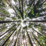 A shot looking straight up at tall trees in a forest.