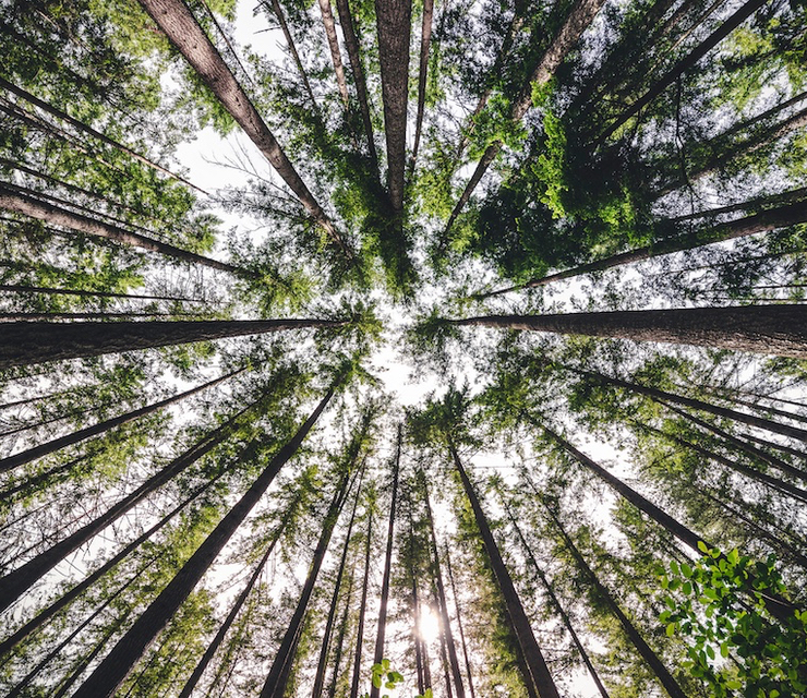 A shot looking straight up at tall trees in a forest.