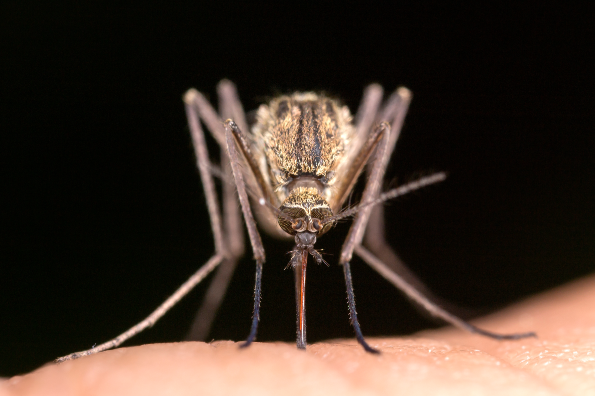 A closeup of a mosquito sucking blood from a human.