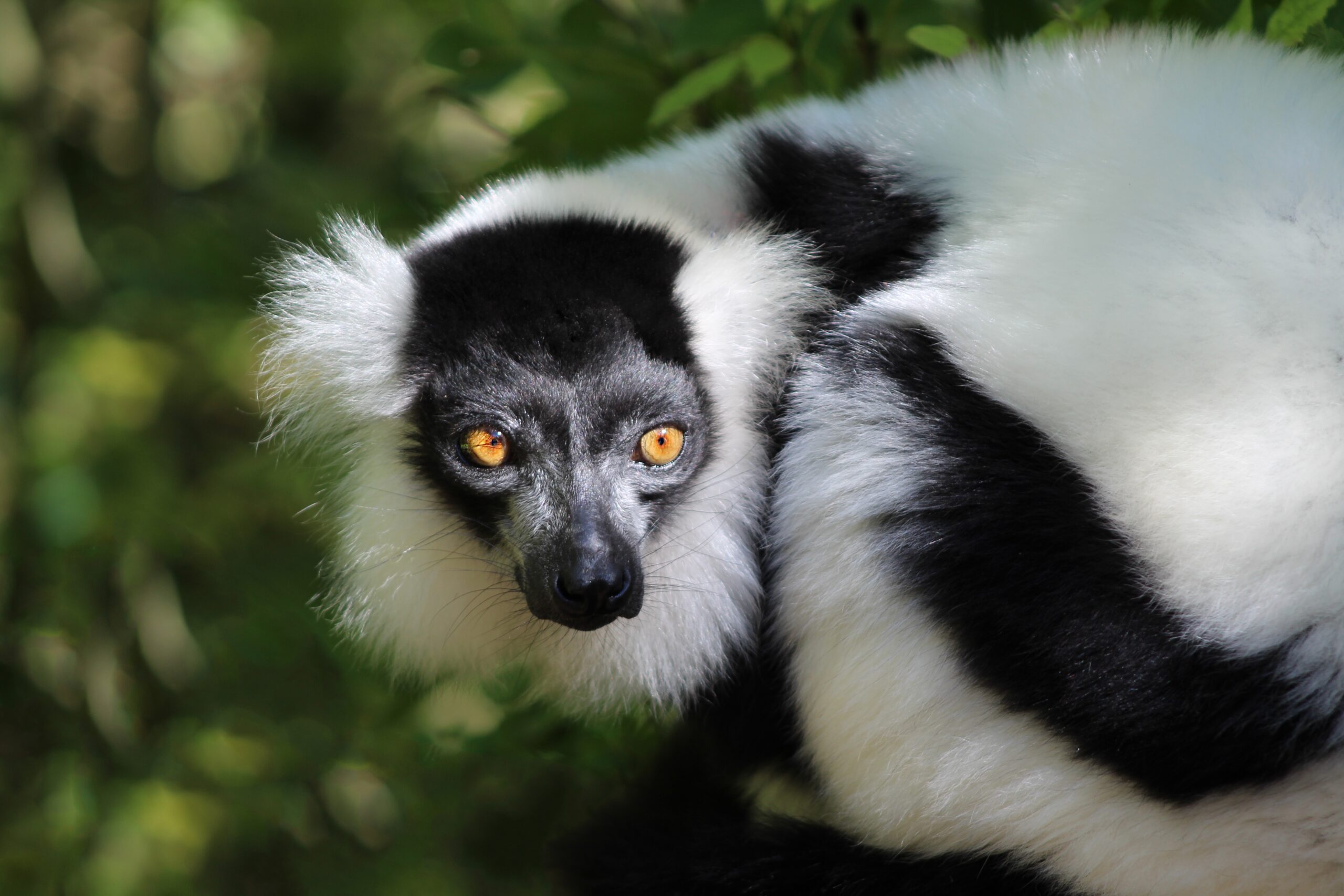 A furry, black and white indri lemur.
