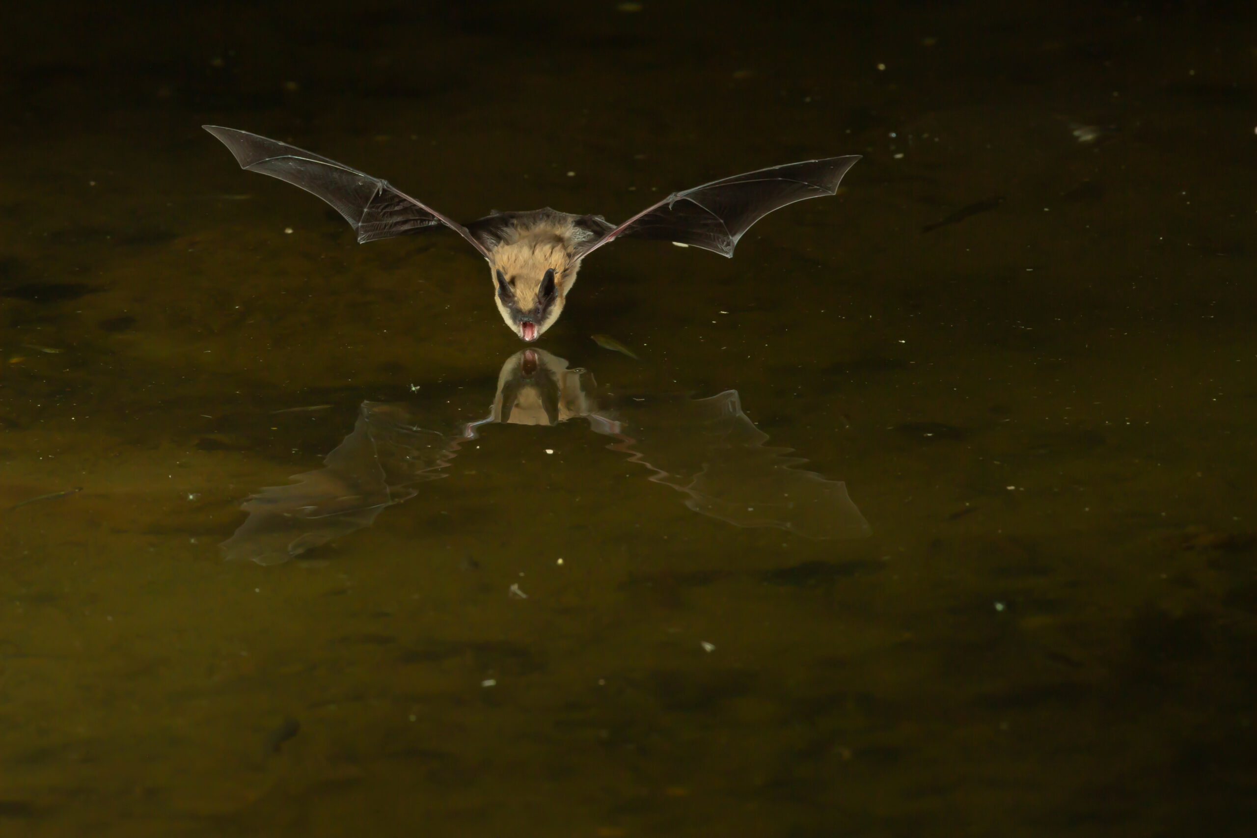 A Case for Going to Bat for the Bats