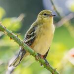 A yellow and black bird is perched outside on a branch with thorns.