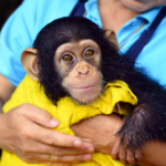 A baby primate is handled by a caretaker after getting a bath.
