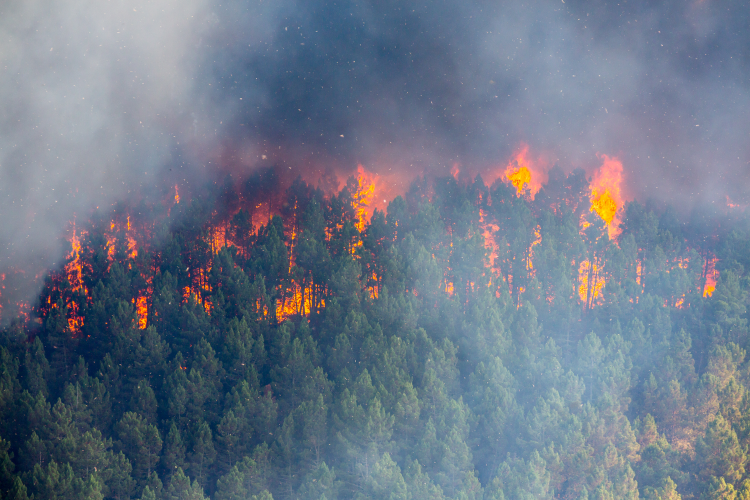 A forest fire, taken from overhead.