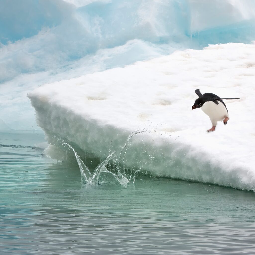 A penguin dives from an iceberg into the ocean.